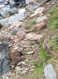 Stray Dog Attack Kills 43 Livestock in Ganderbal