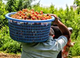 Kashmir’s strawberry harvest shrinks by 25%
