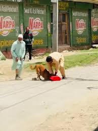 Police Launch Probe After Stray Dog Killed in Magam