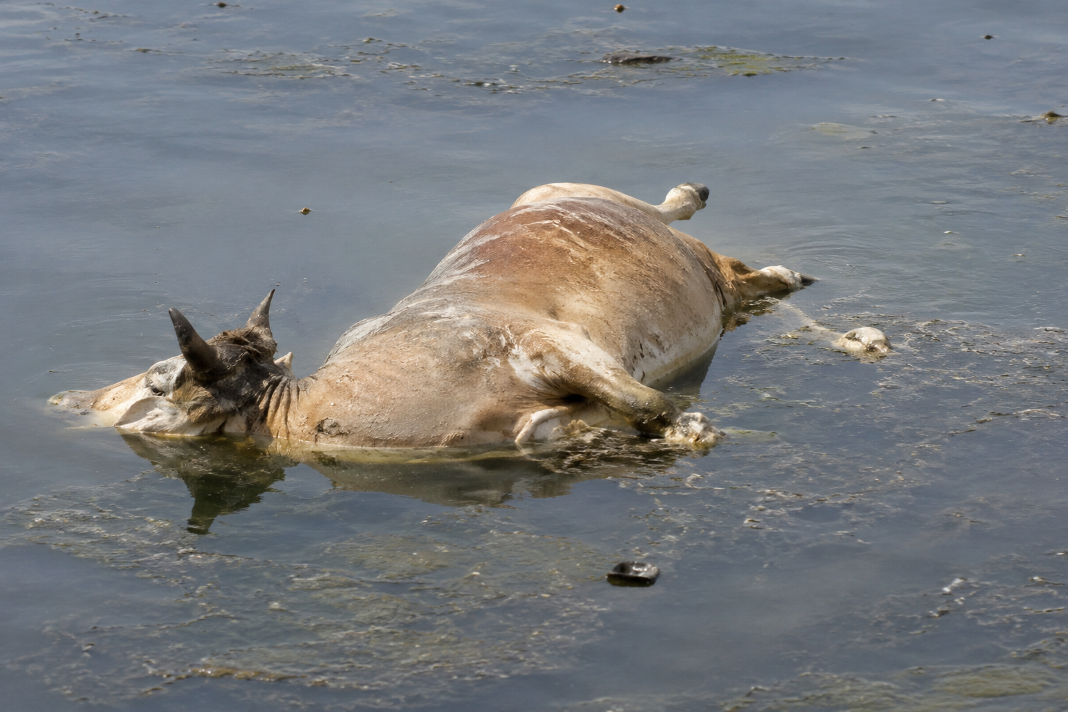 2014 Floods: NDMA Flags Major Gaps in Animal Carcass Disposal