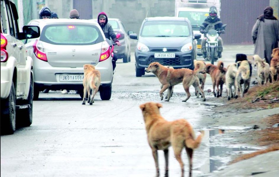 Srinagar witnesses over 55,000 dog bite cases since 2013 – Rising
