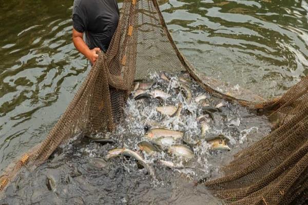 Ganberbal youth finds success in Trout fish farming – Rising Kashmir