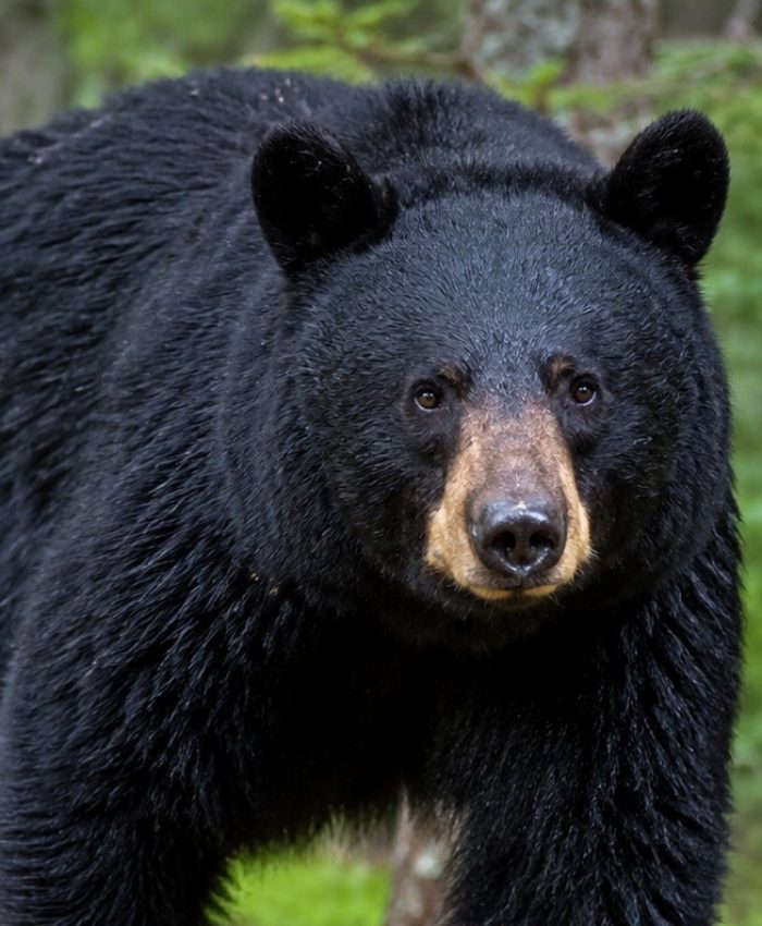 Girl critically injured in bear attack in Karnah, referred to Srinagar