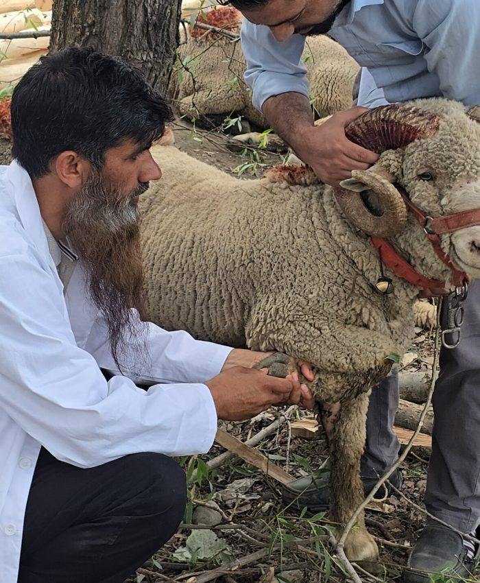 Ahead of Eid, Livestock Inspections Begin in Ganderbal