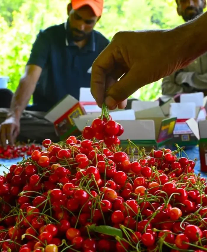 Half the harvest gone, Kashmir cherries still rule country’s markets