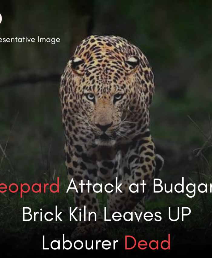 Leopard Attack at Budgam Brick Kiln Leaves UP Labourer Dead