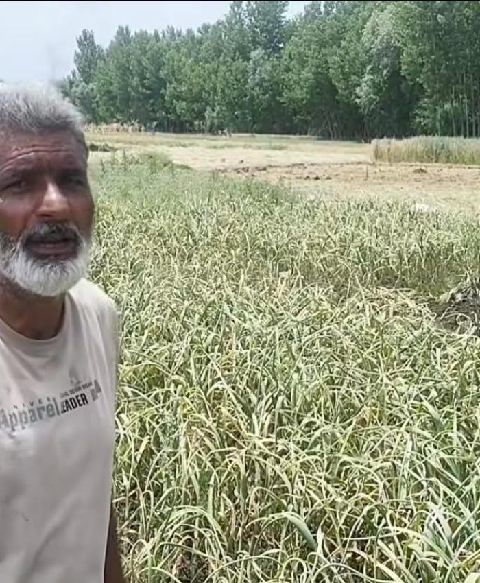 Tullamulla’s Garlic Boom Seeks Market Support