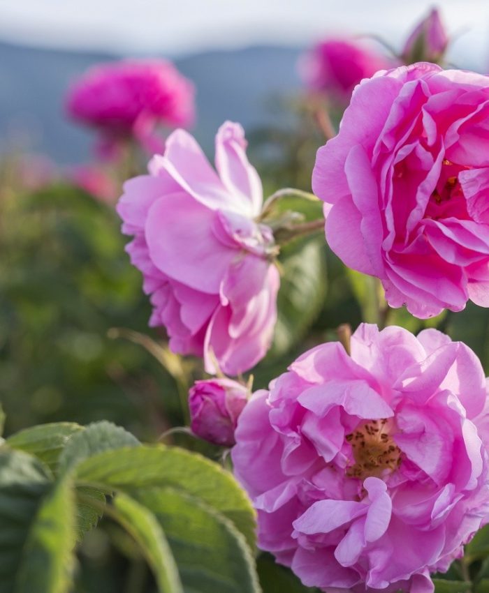 Bulgarian roses bloom into business for floriculture farmers