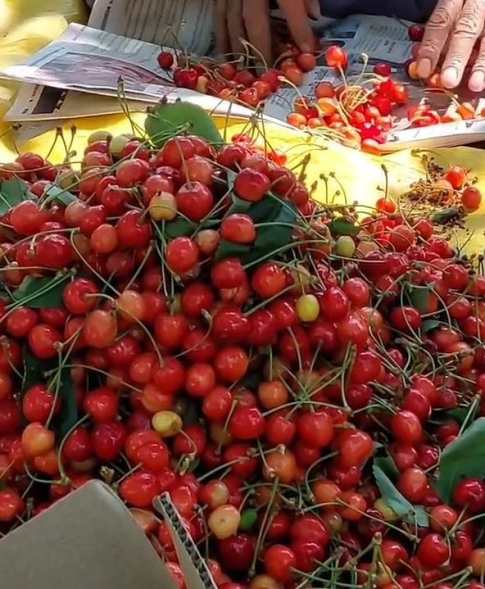 Cherry Trade Picks Up in Ganderbal Despite Hailstorm Damage