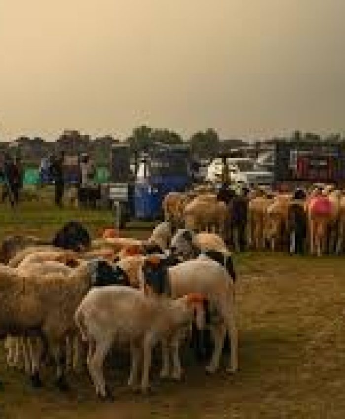 Kashmir’s Eid-ul-Adha livestock trade hits Rs 384 crore: KMDA