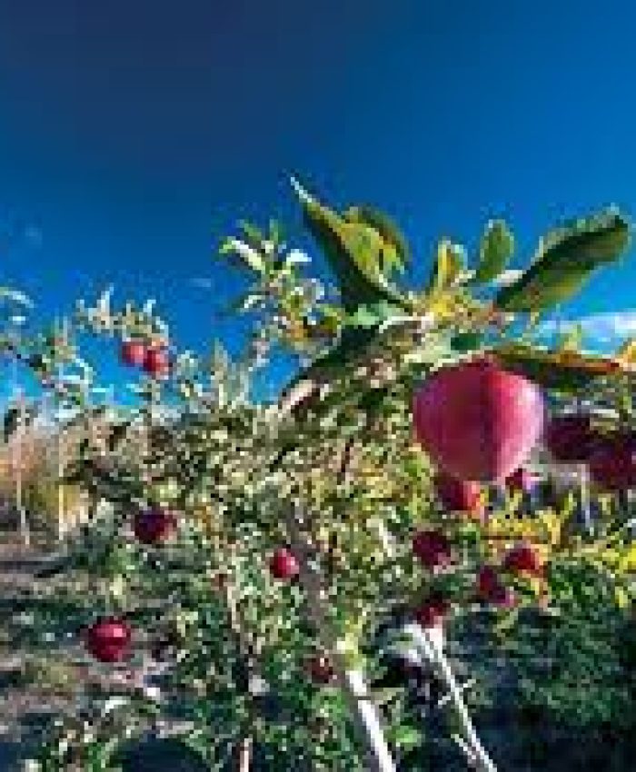 J&K horticulture gets Clean Plant Programme boost