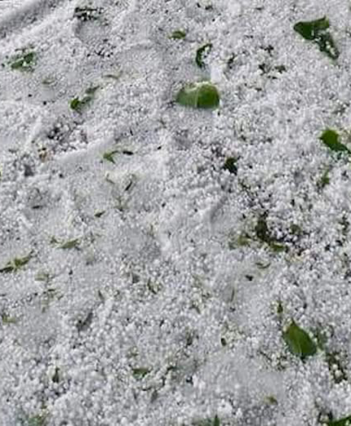 Hailstorms Devastate Kashmir Orchards, Growers Face Heavy Losses