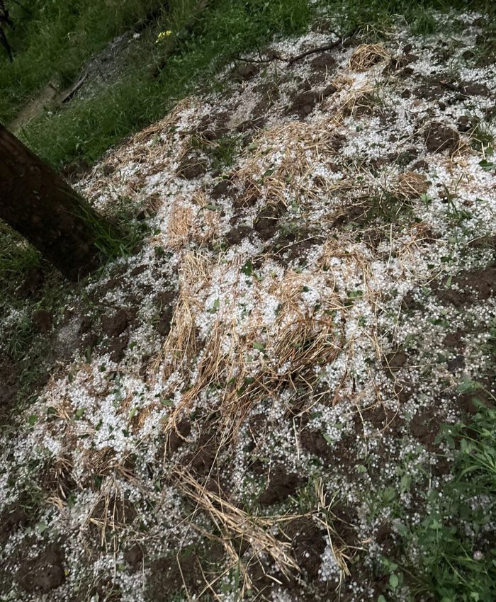 Fresh Hailstorm Damages Shopian Orchards