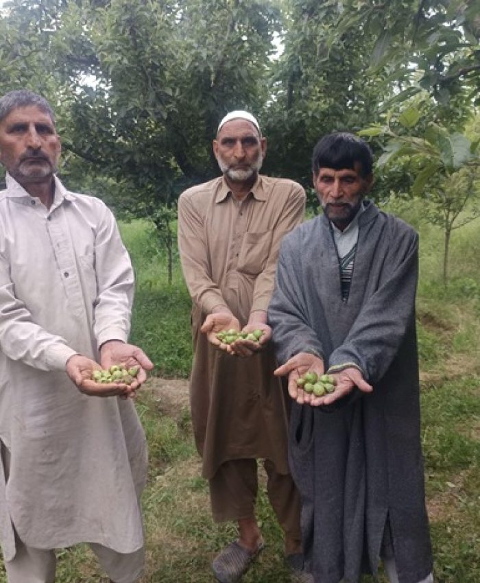 Baramulla Farmers Seek Compensation After Hailstorm Damage