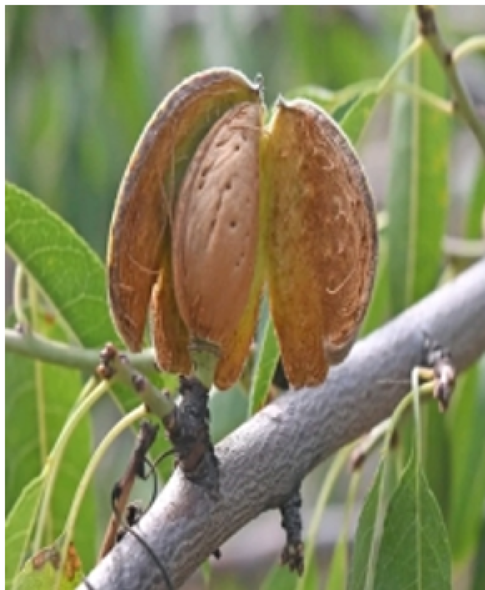 Kashmir’s Almond Industry Needs a Revival