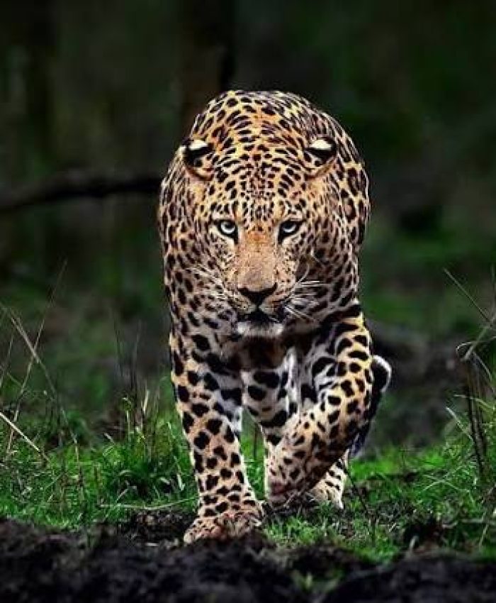 Leopard Attack at Budgam Brick Kiln Leaves UP Labourer Dead