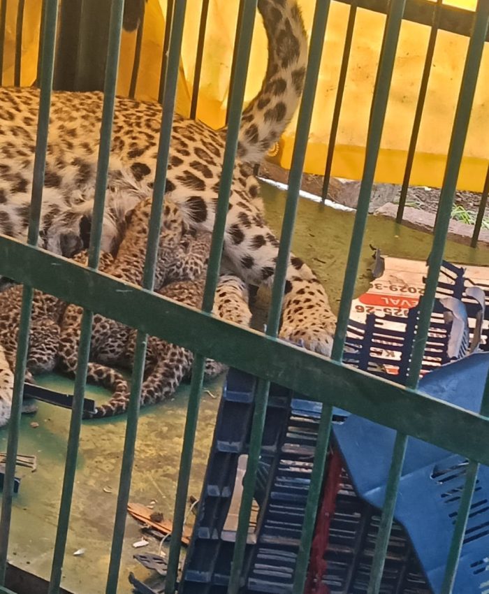 Leopard Scare in Shopian: Mother, Cubs Rescued; Farmer Hurt