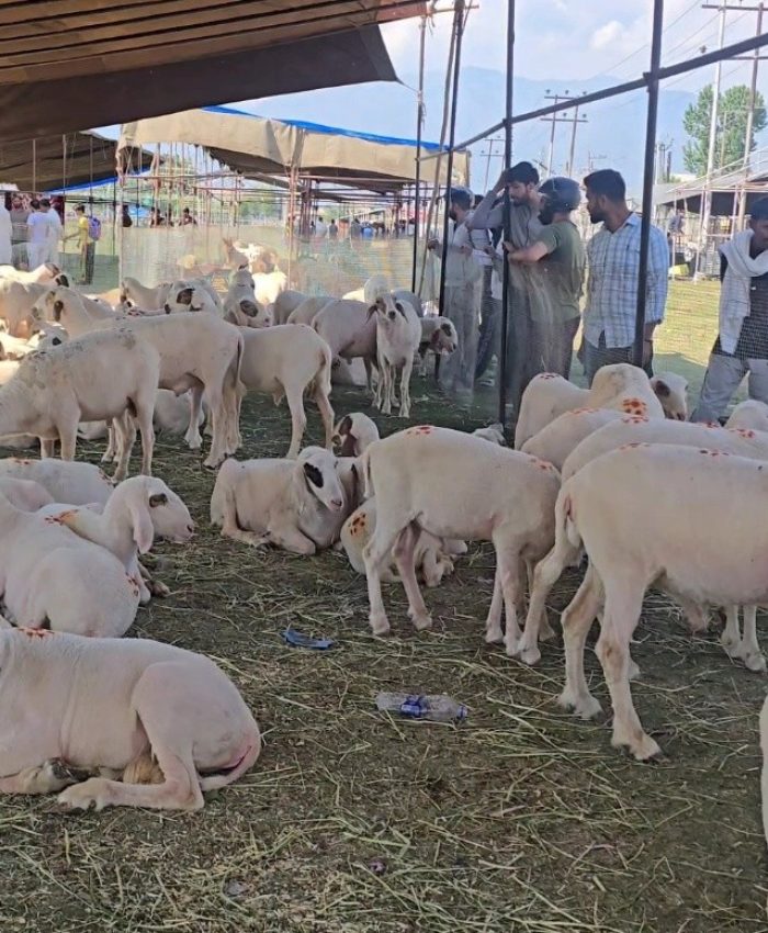Historic Eidgah Srinagar comes alive with sacrificial animals ahead of Eid-ul-Adha