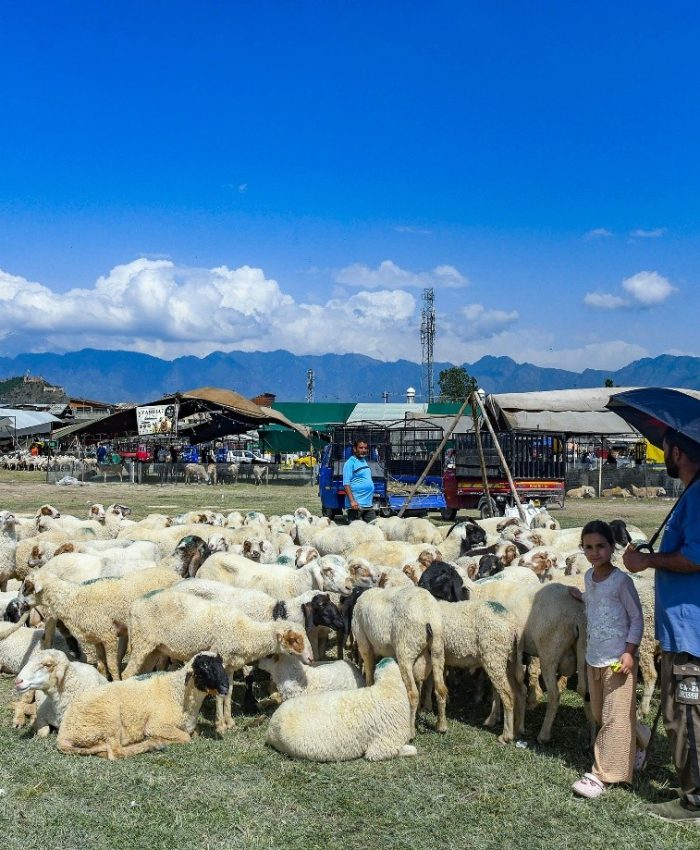 Sacrificial animals on display for sale at a livestock market ahead of the Eid al-Adha festival, in Srinagar on Friday. (ANI Photo)